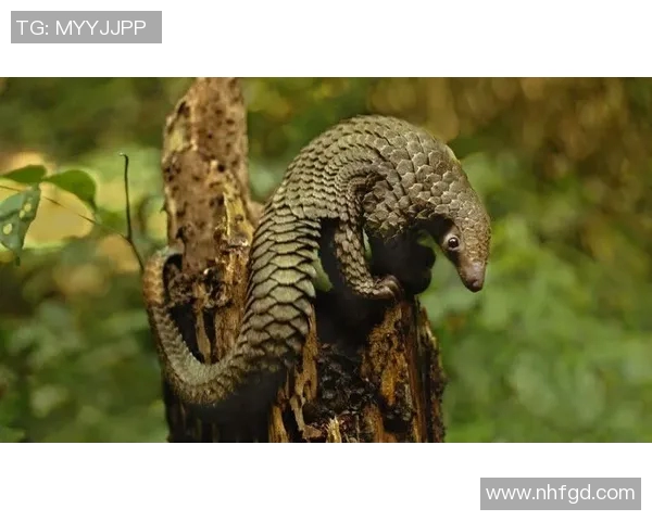 数据分析揭示WE团队成员心理素质表现及其对工作效率的影响 数据分析揭示WE团队成员心理素质表现及其对工作效率的影响